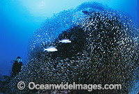 Scuba Diver Hussar Snapper Photo - Gary Bell