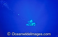 Scuba Diver Photo - Gary Bell