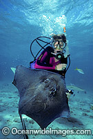 Scuba Diver feeding Southern Stingray Photo - Gary Bell