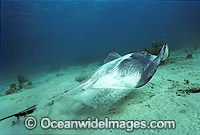Southern Stingray Dasyatis americana Photo - Gary Bell