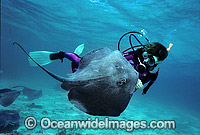 Scuba Diver feeding Southern Stingray Photo - Gary Bell