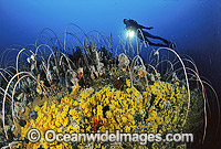 Scuba Diver on Tasmania reef Photo - Gary Bell