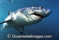 Great White Shark underwater Photo - Gary Bell