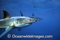 Great White Shark Photo - Gary Bell