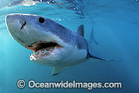 Great White Shark underwater Photo - Gary Bell