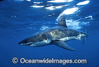 Great White Shark Carcharodon carcharias Photo - Gary Bell