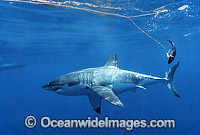 Great White Shark Photo - Gary Bell
