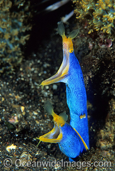 Pair of Blue Ribbon Eels photo Pair of Blue Ribbon Eels photo