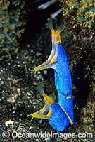 Pair of Blue Ribbon Eels Photo - Gary Bell