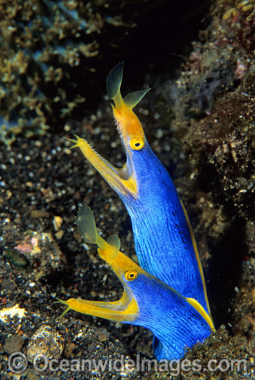 Pair of Blue Ribbon Eels photo Pair of Blue Ribbon Eels photo
