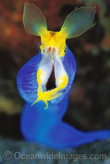 Blue Ribbon Eel Rhinomuraena quaesita photo