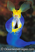 Blue Ribbon Eel Rhinomuraena quaesita Photo - Gary Bell