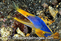 Pair of Blue Ribbon Eels Photo - Gary Bell