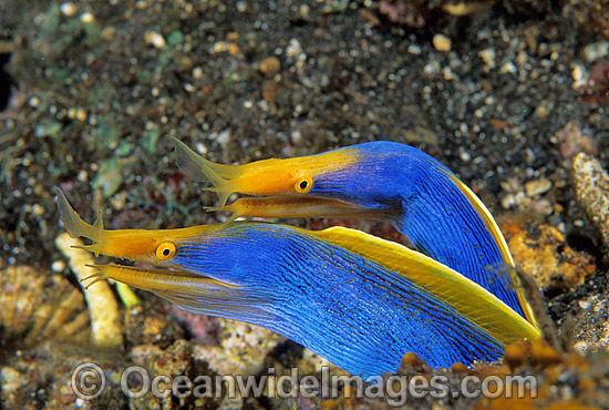 Pair of Blue Ribbon Eels photo