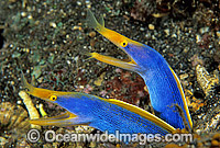 Pair of Blue Ribbon Eels Photo - Gary Bell