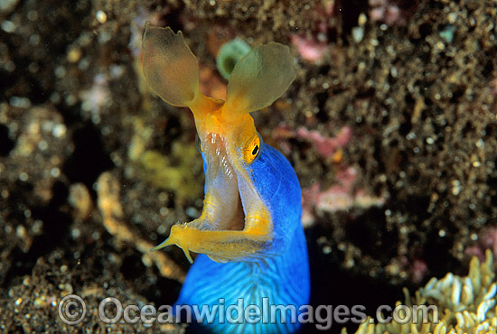 Pair of Blue Ribbon Eels photo Pair of Blue Ribbon Eels photo