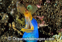 Pair of Blue Ribbon Eels Photo - Gary Bell