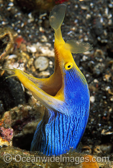Blue Ribbon Eel Rhinomuraena quaesita photo