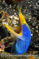 Blue Ribbon Eel Rhinomuraena quaesita Photo - Gary Bell