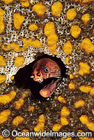 Green Moray Eel in sponge Photo - Gary Bell