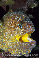 Yellow-mouth Moray Eel Gymnothorax nudivomer Photo - Gary Bell