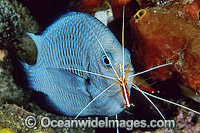 Shrimp cleaning Humbug Photo - Gary Bell