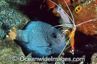 Shrimp cleaning Three-spot Humbug Photo - Gary Bell