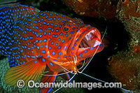 Cleaner Shrimp cleaning Coral Grouper Photo - Gary Bell