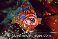 Cleaner Shrimp cleaning mouth of Coral Grouper Photo - Gary Bell