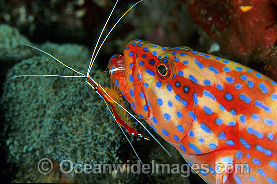 Shrimp cleaning Coral Grouper photo Shrimp cleaning Coral Grouper photo