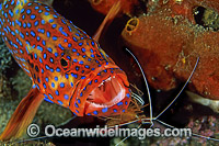 Cleaner Shrimp cleaning Coral Grouper Photo - Gary Bell