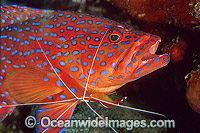 Cleaner Shrimp cleaning Coral Grouper Photo - Gary Bell