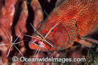 Shrimp cleaning Tomato Grouper Photo - Gary Bell