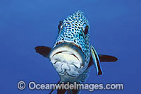 Wrasse cleaning Many-spotted Sweetlps Photo - Gary Bell
