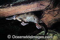 Platypus in rainforest stream Photo - Gary Bell