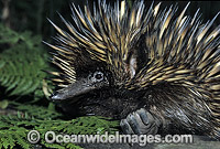 Short-beaked Echidna Tachyglossus aculaetus Photo - Gary Bell