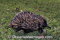 Short-beaked Echidna Photo - Gary Bell
