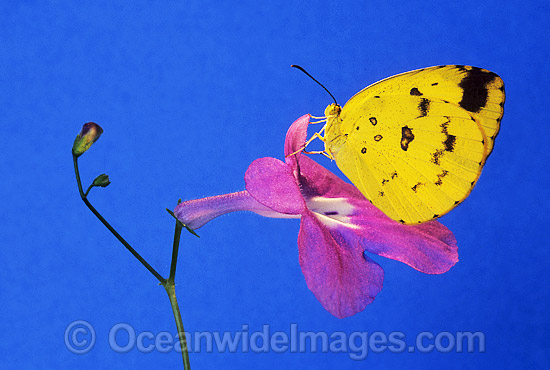 Grass-yellow Butterfly Eurema hecabe photo