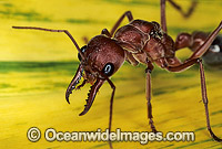 Bull Ant Myrmecia nigrocincta Photo - Gary Bell