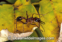 Bull Ant Myrmecia nigrocincta Photo - Gary Bell