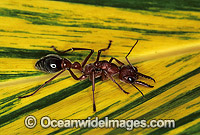 Bull Ant Myrmecia nigrocincta Photo - Gary Bell