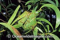 Green tree ants on leaf nest Photo - Gary Bell