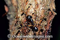 Green tree ants attacking Bull Ant Photo - Gary Bell