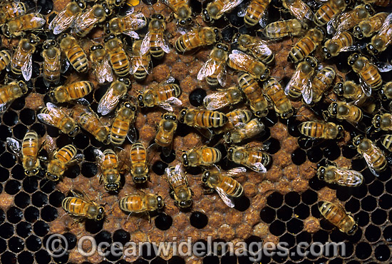 Honey Bees storing pollen in honeycomb photo Honey Bees storing pollen in honeycomb photo