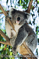 Koala Photo - Gary Bell