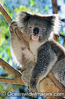 Koala Photo - Gary Bell