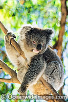Koala Photo - Gary Bell