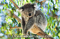 Koala Photo - Gary Bell