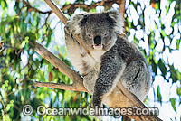Koala Photo - Gary Bell