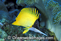 Long-nose Butterflyfish Forcipiger flavissimus Photo - Gary Bell